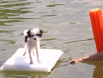 Poodle raft