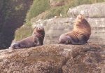Sea Lions - Cape Flattery - 8-11-07