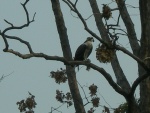 Highlight for Album: A new home for our Ospreys