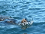 Friendly Sea Lion