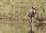Another Moose Shot - Upper Priest Lake - 8-22-07