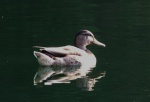 Duck - Lake Pend Oreille - 8-18-07