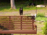 Black bear at my dad's house
(Penn Run, Pa)