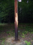 Black bear clawed 
telephone pole
(Penn Run, Pa)