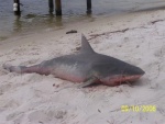 Bull shark landed in the murky water of Cinco Bayou (Ft Walton Beach, Fl) a year ago.