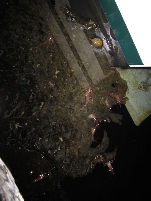 shrimp on pier at night