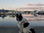 shadow friday harbor