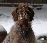 German Snow Haired Pointer