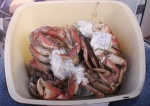 Crabs - Yum