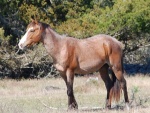 Cumberland Island 004