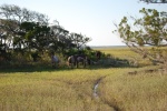 Wild Horses Cumberland Island