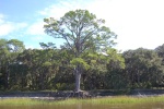 Cedar Tree ready to be claimed by the sea