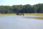 Stallion, Mare and Colt grazing in the salt water marsh. Amazing how healthy these horses are.