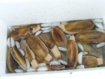 Razor Clams