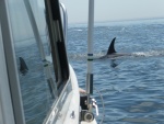 Our turn.  The Orcas seemed to go to each boat and give a close-up