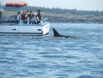 Orcas visiting whale watching boat with Japanese tourists