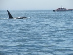 Orca Whales - West side of San Juan Island