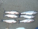 Pink Salmon - Puget Sound
We done good!