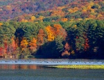 Fall colors are a background for waterfowl of all types on Lake Guntersville near Scottsboro.