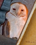 Barn Owl Stare