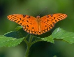 Gulf Fritillary