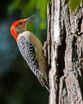 Red Breasted Woodpecker