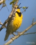 Meadowlark