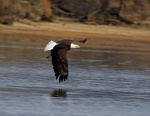 Bald Eagle down for the attack