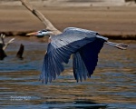 Great Blue Heron Flying Low