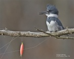 Kingfisher; Bill and El's namesake