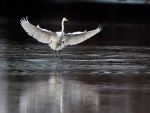 Great White Egret touchdown