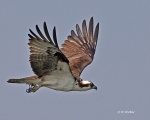 Osprey on Tennessee River