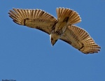 Redtail Diving