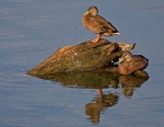 Ducks near Ditto Landing