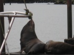 california sea lion, they live on the docks in Astoria