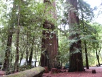 Jedediah Smith Redwoods state park California