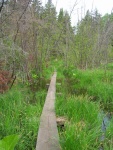 swamp trail