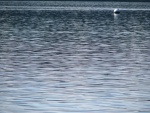 Shades, Sheen and Shapes on Sequim Bay