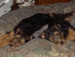 Boomer and Bramble napping at the cabin.