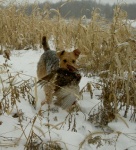 Boomer at work and play.