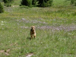Boomer running in the WY mountains.