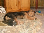 End of a hard day.  Boomer sleeping with his buffalo.