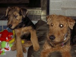 Freyja and Bramble at the cabin.