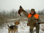 Boomer's second hunt!  He's a natural!