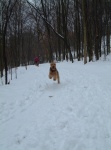 Odin running in the snow at our cabin after ski-joring with Marcia and Valkyrie.