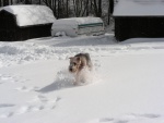 Boomer the snowdog!