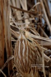 American Bittern