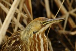Another Bittern