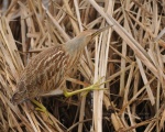 Bittern DSC 2174