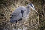 Blue Heron - Lee Moore Photo